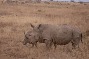 Two rhinos grazing in the African savannah, captured in natural wildlife setting. jigsaw puzzle