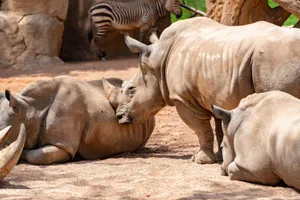 A group of white rhinos resting in a zoo, with natural habitat setting. jigsaw puzzle
