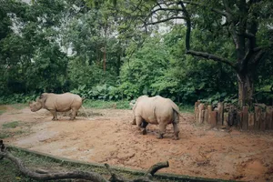 Two white rhinos in a lush, verdant reserve displaying natural behavior. jigsaw puzzle