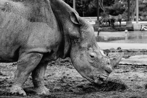 A majestic rhinoceros captured in black and white at a zoo in Bangkok, Thailand. jigsaw puzzle