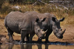 Two rhinos standing by a watering hole in the African savanna during a safari adventure. jigsaw puzzle