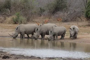 Group of white rhinoceroses drinking at a waterhole during an African safari. jigsaw puzzle