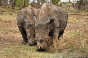 Two rhinoceroses grazing in a natural wildlife reserve, showcasing conservation efforts. jigsaw puzzle