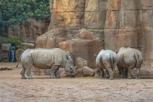 Three white rhinos feeding near rocky terrain, showcasing wildlife in a natural habitat. jigsaw puzzle