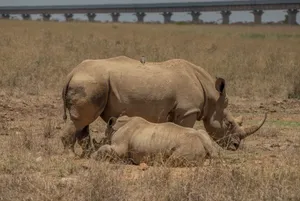 Majestic rhinos resting in sunlit savanna, under expansive skies. jigsaw puzzle
