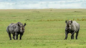 Captivating image of two endangered black rhinos grazing in the African savannah. jigsaw puzzle