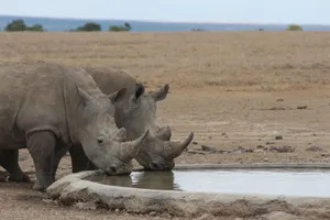Two white rhinos at a water pond in Samburu, Kenya. Stunning wildlife capture. jigsaw puzzle
