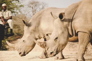 Two white rhinos grazing in a South African wildlife park with a ranger nearby. jigsaw puzzle