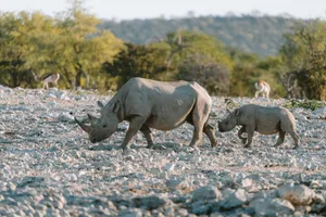 Rhinos and antelopes roam the rocky terrain of Okaukuejo, Namibia in daylight. jigsaw puzzle