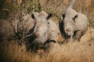 Two white rhinos roaming the wild bushveld in Kruger National Park, South Africa. jigsaw puzzle