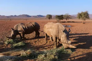 Two rhinos grazing in the vast African savanna with mountainous backdrop, showcasing natural wildlife habitat. jigsaw puzzle