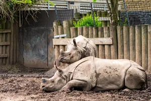 Two Greater One-horned Rhinos wallowing in mud at Buffalo Zoo, showcasing their natural habitat and behavior. jigsaw puzzle