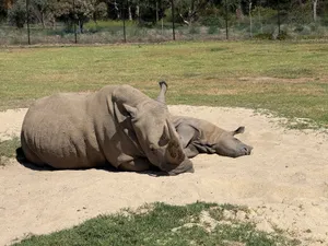 Pair of rhinos resting on sandy ground at Werribee South wildlife area under sunny skies. jigsaw puzzle