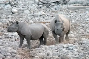 Two black rhinoceroses stand in a rocky desert landscape, showcasing their majestic presence. jigsaw puzzle