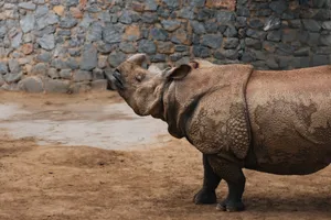 Close-up of an Indian rhinoceros standing in front of a stone wall outdoors. jigsaw puzzle