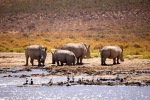 A herd of white rhinos gathers at a waterhole in the South African savannah, showcasing wildlife in its natural habitat. jigsaw puzzle