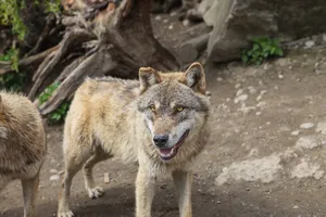 Gray wolf standing outdoors with a lively expression in its natural environment. jigsaw puzzle