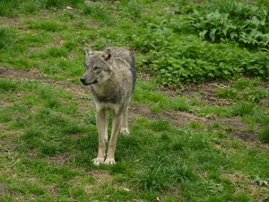 A lone gray wolf stands alert in a lush green forest clearing. jigsaw puzzle