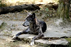 Close-up of a wolfdog resting outdoors on a rocky surface during daytime. jigsaw puzzle