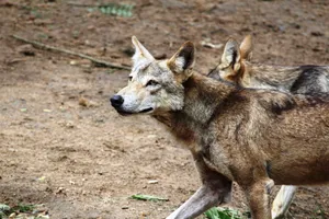 Close-up photo of two red wolves (Canis rufus) walking on sandy terrain. jigsaw puzzle