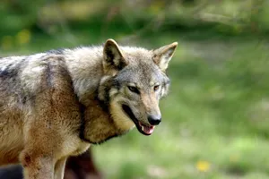 Stunning close-up portrait of a wild wolf in a natural outdoor setting, showcasing its striking features. jigsaw puzzle