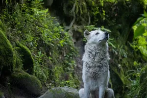 A white dog resembling a wolf sits in a verdant forest setting, exuding tranquility. jigsaw puzzle