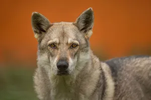 A close-up portrait of a Czechoslovakian Wolfdog with an intense gaze against a blurred background. jigsaw puzzle