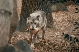 A lone wolf carries its prey in a natural forest environment. jigsaw puzzle