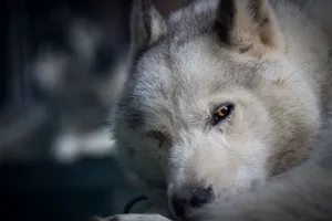 Close-up of a Siberian Husky showcasing its intense gaze and white fur. jigsaw puzzle