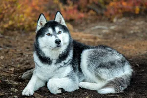 Siberian Husky lying on the ground during fall, surrounded by autumn foliage. jigsaw puzzle