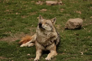 A peaceful wolf rests on grassy terrain in its natural environment during the day. jigsaw puzzle