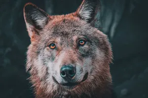 Capture of a wolf staring intensely, showcasing its striking eyes and majestic fur. jigsaw puzzle