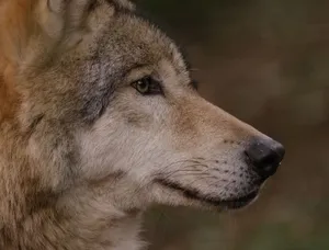 Detailed close-up of a wolf showing its fur and features in a natural setting. jigsaw puzzle