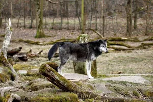 A lone wolf stands proudly on rocky terrain in a serene forest setting. jigsaw puzzle
