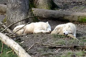 Peaceful scene of two arctic wolves resting in a forest clearing. jigsaw puzzle
