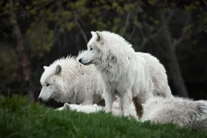 A group of white wolves standing on grassy terrain in a forest setting. jigsaw puzzle