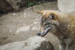 Close-up of a grey wolf in a natural setting, displaying its majestic fur and keen eyes. jigsaw puzzle