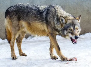 Close-up of a Eurasian wolf eating meat in snowy winter landscape, showcasing wild nature. jigsaw puzzle