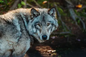 Close-up portrait of a gray wolf capturing the wild essence of its natural habitat. jigsaw puzzle