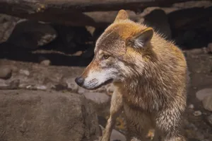 Captivating close-up of a wolf in its natural habitat, showcasing its fur and features. jigsaw puzzle