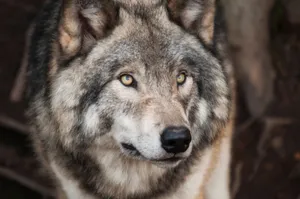 Majestic gray wolf with piercing eyes in a detailed wildlife portrait. jigsaw puzzle