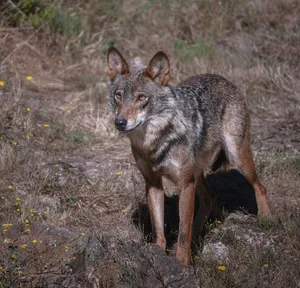 Coyote standing alert in a natural habitat with wild grasses. jigsaw puzzle