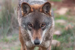 Intense gaze of a wolf in a wilderness setting, emphasizing its majestic presence. jigsaw puzzle