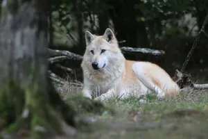A lone wolf lying on grass in its natural habitat, surrounded by forest trees. jigsaw puzzle