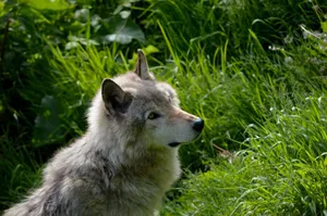 A captivating portrait of a wolf amidst lush green surroundings in Gatineau. jigsaw puzzle