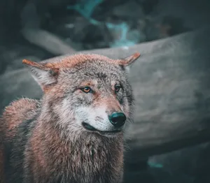 Close-up of a majestic wolf in its natural habitat with earthy tones. jigsaw puzzle