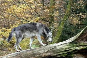 A lone gray wolf walks gracefully on a moss-covered tree in a colorful autumn forest. jigsaw puzzle