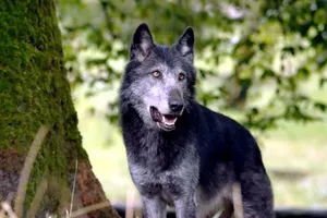 A striking gray wolf stands among lush greenery, showcasing its natural beauty. jigsaw puzzle