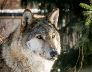 Captivating close-up of a wolf in natural setting, showcasing its regal features and thick fur. jigsaw puzzle