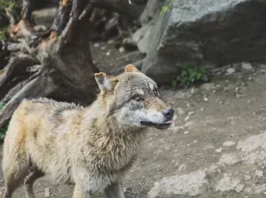 A close-up view of a wild wolf in its natural habitat, showcasing its majestic features. jigsaw puzzle
